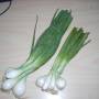 1_spring_onions.jpg